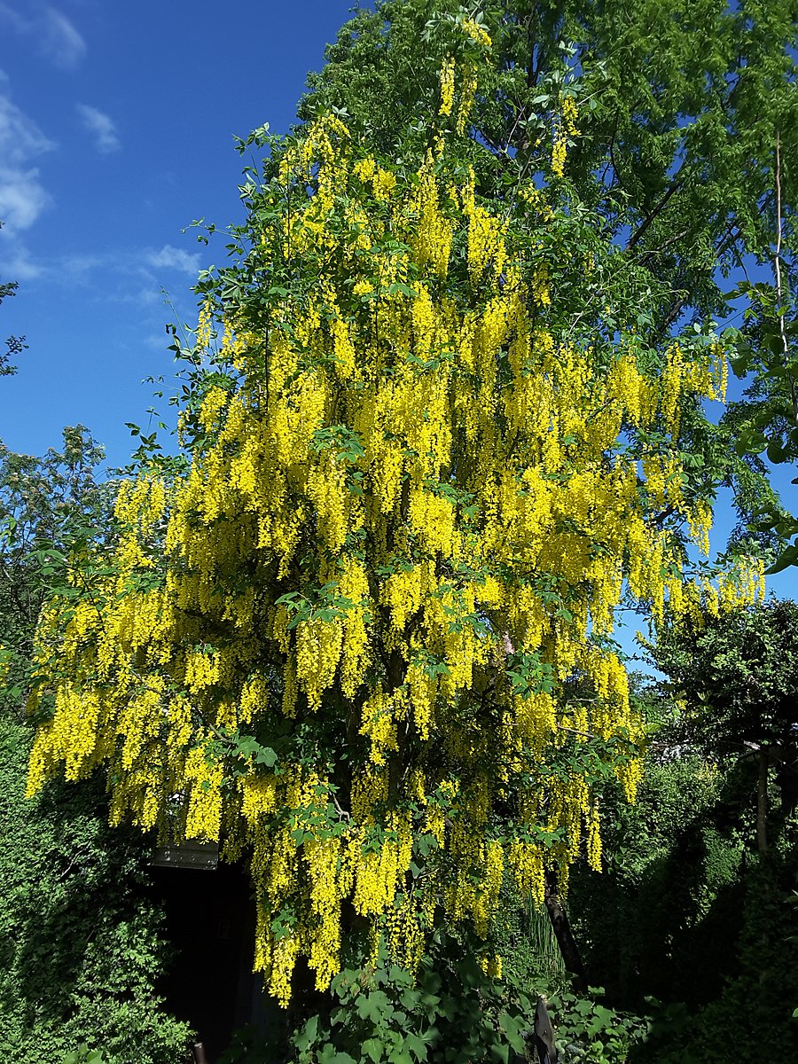 Golden Chain Tree – Experimental Farm Network Seed Store