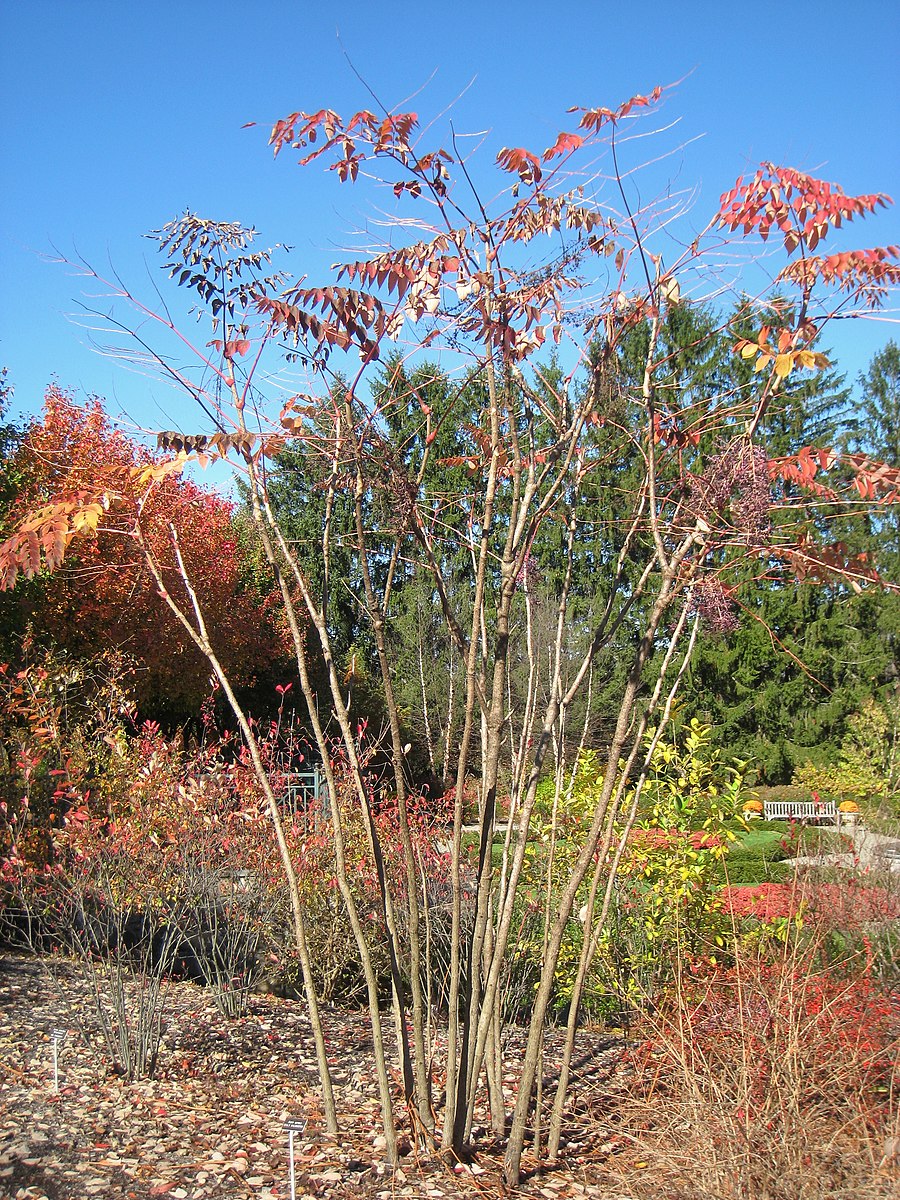 walking stick succulent Devil's Walkingstick – Experimental Farm Network Seed Store