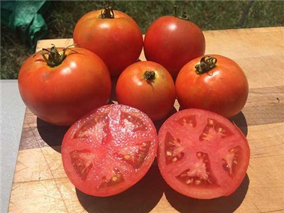 'Legend' Tomato (Late Blight Resistant)