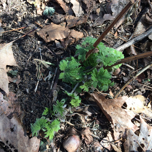 Motherwort