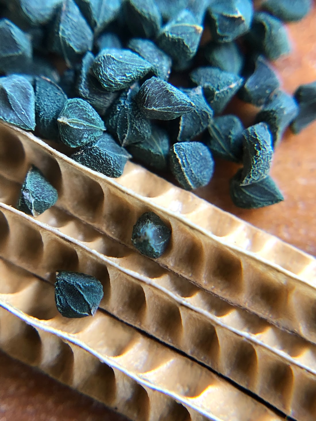 molokhia plant seeds Molokhia – Experimental Farm Network Seed Store
