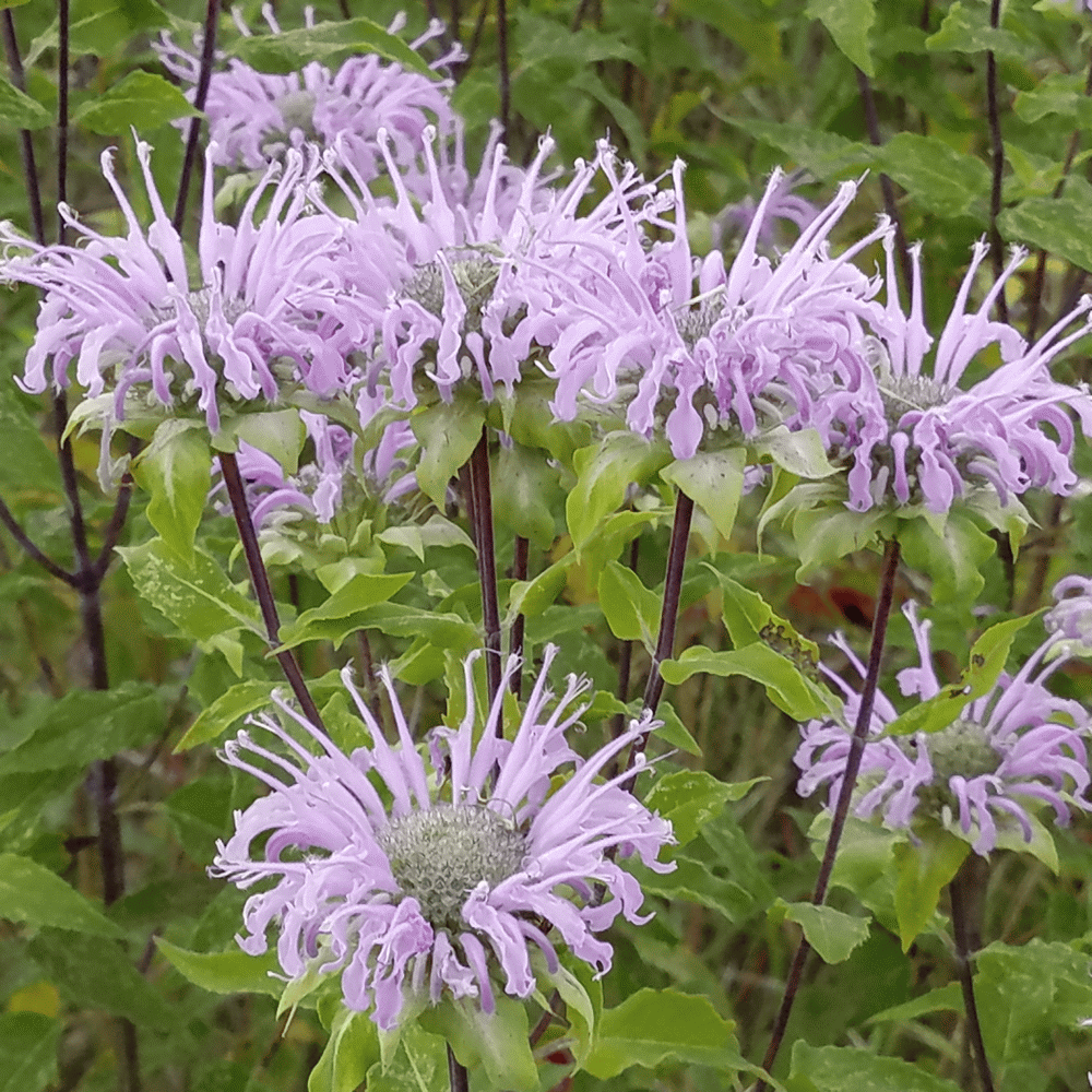 Wild bergamot deals