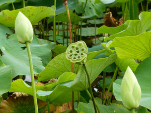 lotus seed flower Sacred Lotus – Experimental Farm Network Seed Store