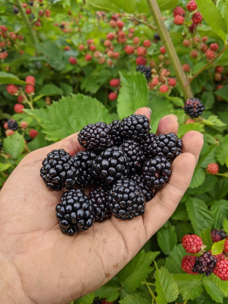 blackberry plant from seed Thornless Blackberry – Experimental Farm Network Seed Store