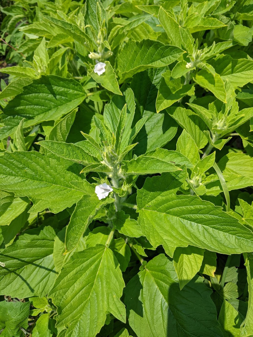 'Monticello White' Sesame Experimental Farm Network Seed Store