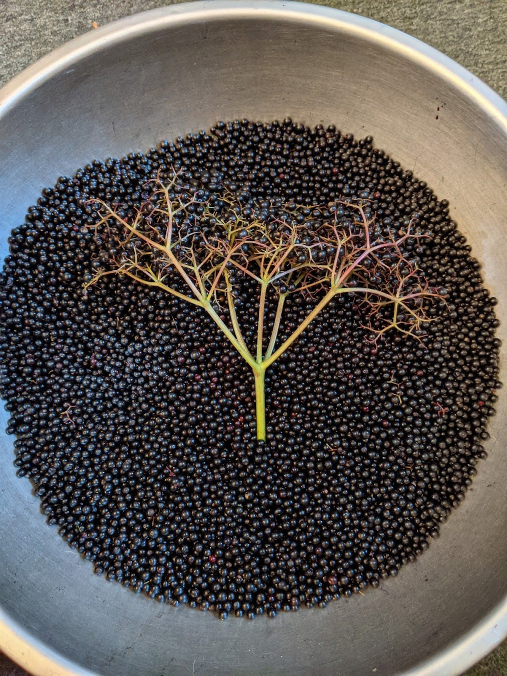 elderberry seeds planting American Elderberry Breeders Mix – Experimental Farm Network Seed Store