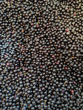 American Elderberry Breeders Mix