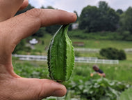 Ultracross Okra