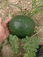 'Small Jadu'i' Watermelon