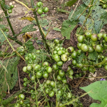 Green-Fruit Njama Njama