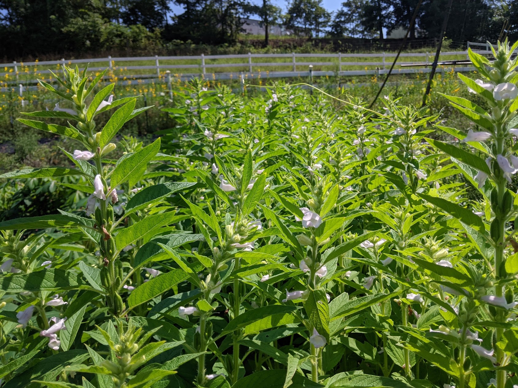 'Monticello White' Sesame Experimental Farm Network Seed Store