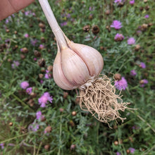 'German Extra Hardy' Hardneck Seed Garlic