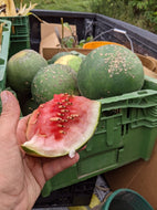 'Small Jadu'i' Watermelon