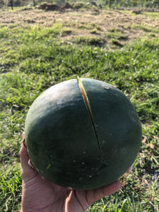 'Small Jadu'i' Watermelon