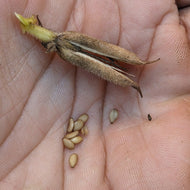 'Monticello White' Sesame