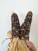 'Aonsu Pä-sakun'a'-mon Lenni Lenapi' (Lenni Lenape Blue Pulling Corn) Corn