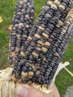 'Aonsu Pä-sakun'a'-mon Lenni Lenapi' (Lenni Lenape Blue Pulling Corn) Corn