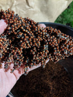 'Della' Sorghum