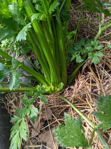 'Living Web' Celery