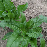 Silq Baladi (Palestinian Spinach Chard)