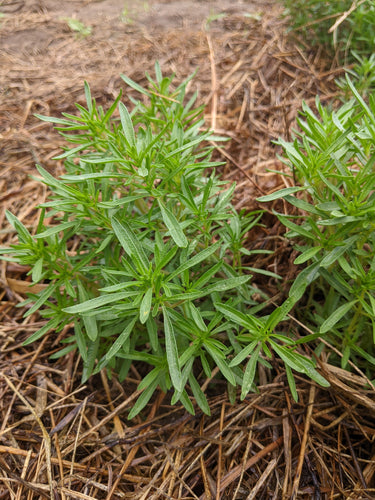 'Shirazi Marzeh' Summer Savory