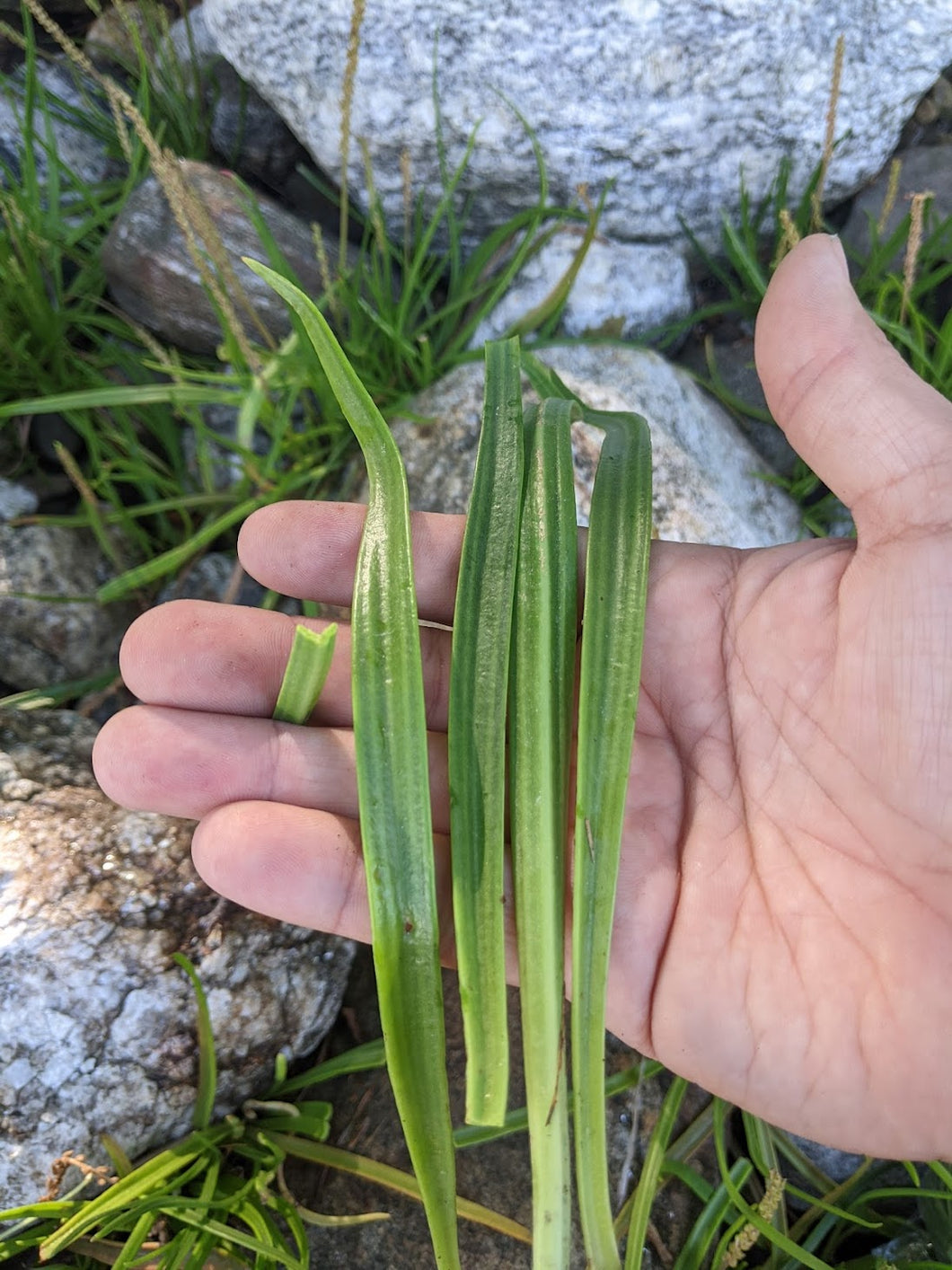 'Hermit Island' Sea Plantain