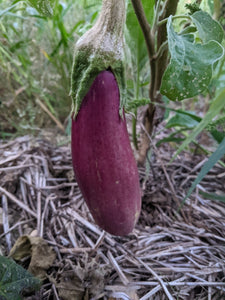 'Bitinjan Battiri' Eggplant