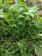 Accawmacke Broccoli (Turnip Greens/Broccoli Raab)