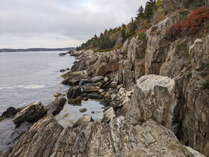 'Hermit Island' Sea Plantain