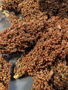 'Williams' Sorghum