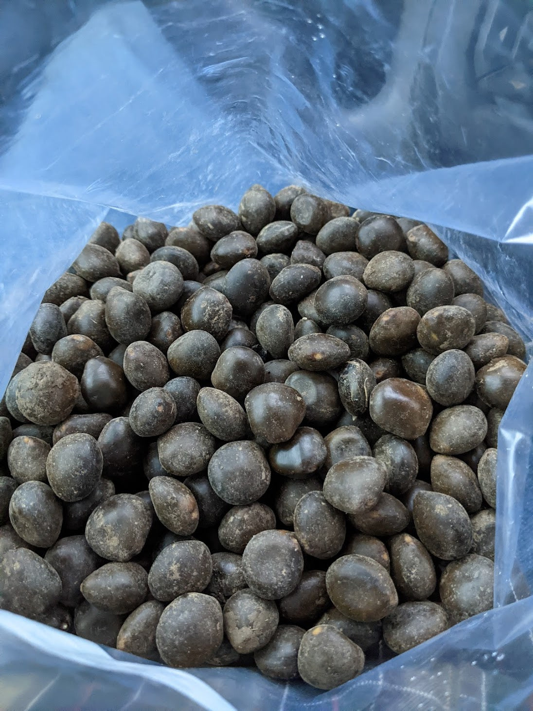 coffee plant seed PA State Champion Kentucky Coffee Tree – Experimental Farm Network Seed Store