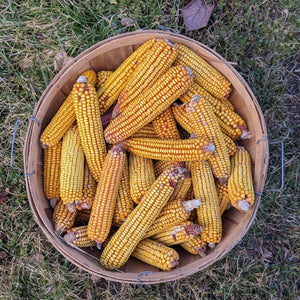 'Minnesota 13' Corn ("Moonshine Corn")