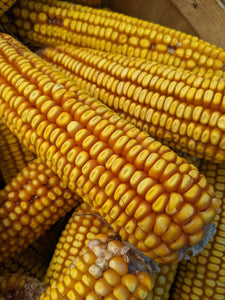 'Minnesota 13' Corn