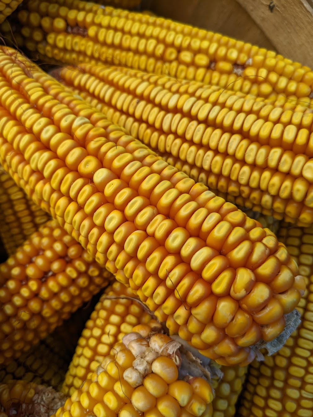 'Minnesota 13' Corn (
