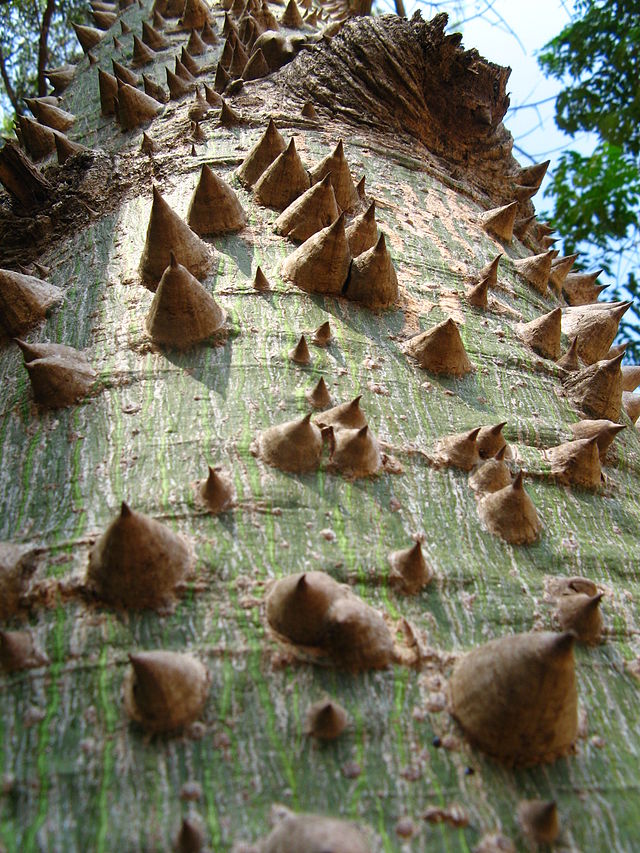 ceiba bonsai tree Ceiba – Experimental Farm Network Seed Store