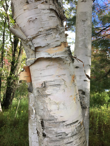 Paper Birch (Montana Ecotype)