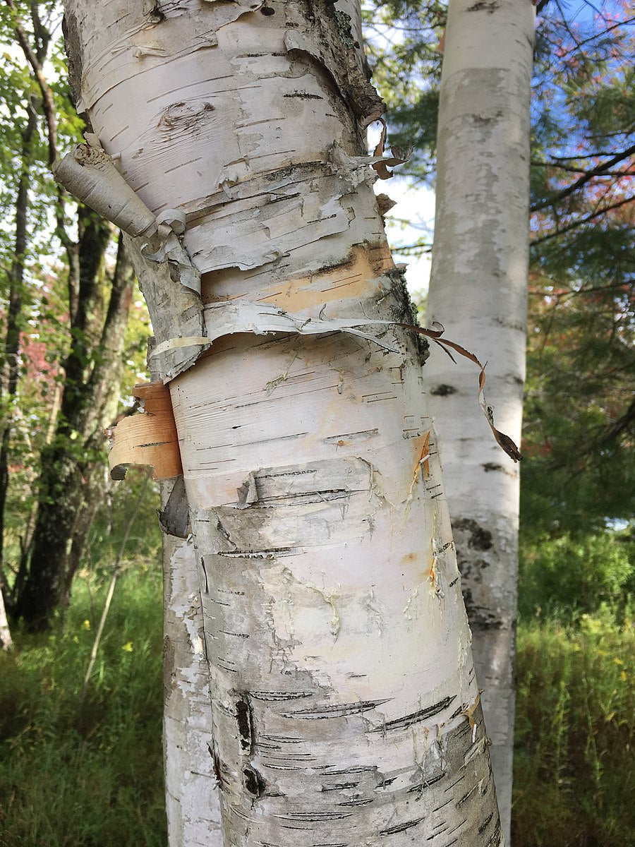 what tree has white bark