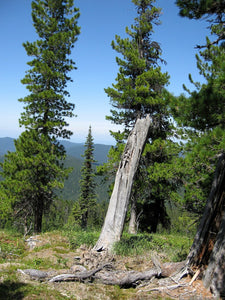 Siberian Swiss Stone Pine