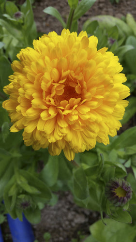 'Princess Nagasaki' Calendula