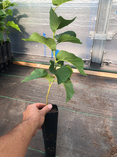 Short/Medium Bush - Badgersett Hazelnut PLANTS, Proptek 1/3 Gallon pot (MINNEAPOLIS or BAYFIELD, WI Pick-Up, early September)