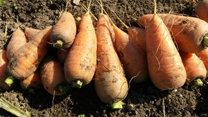 'Red Cored Chantenay' Carrot