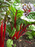'Rhubarb' Chard