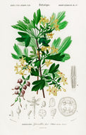Golden Currant