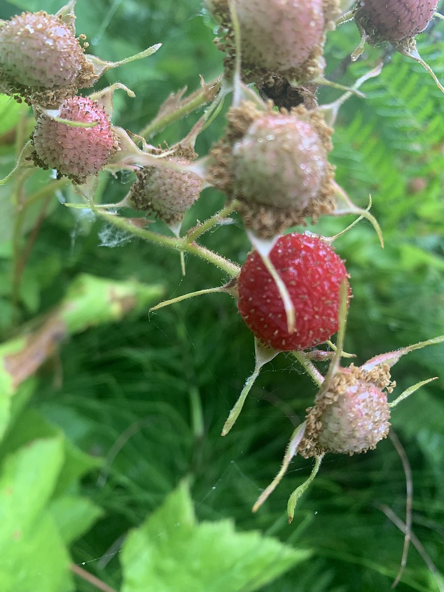 Thimbleberry Roots Thimbleberry – Experimental Farm Network Seed Store