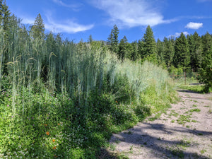 Sepp Holzer's Siberian Rye