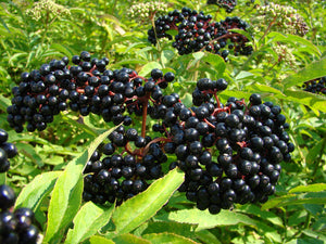 Ukrainian Black Elderberry