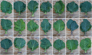 Ultracross Collards