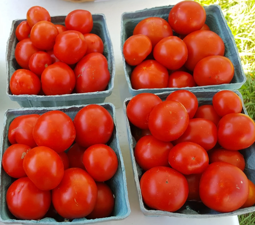 'Minsk Early' Tomato