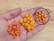 Russian Sea Buckthorn