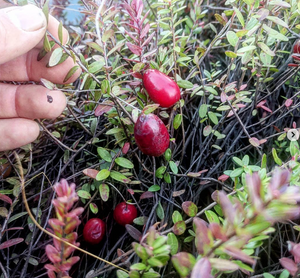 Pine Barrens Cranberry